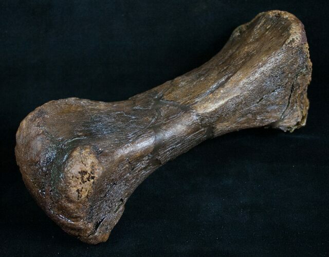 Edmontosaurus (Hadrosaur) Metatarsal - #8452